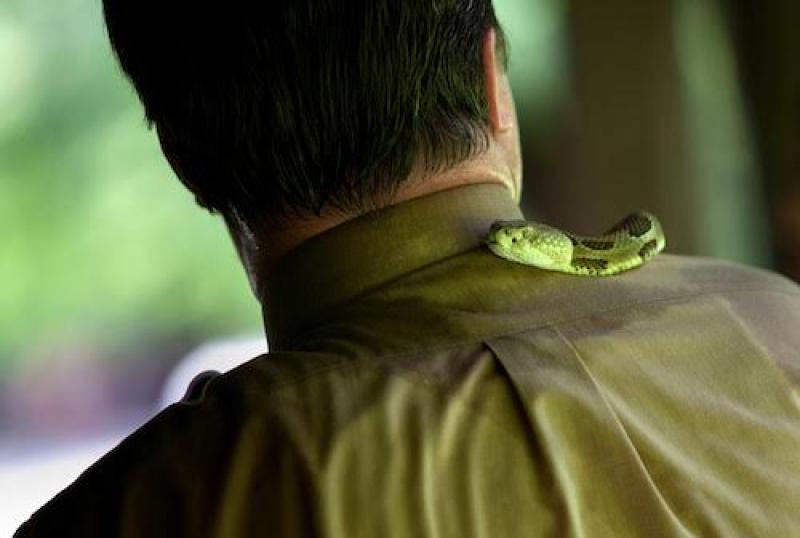 snake Snake on man's shoulders