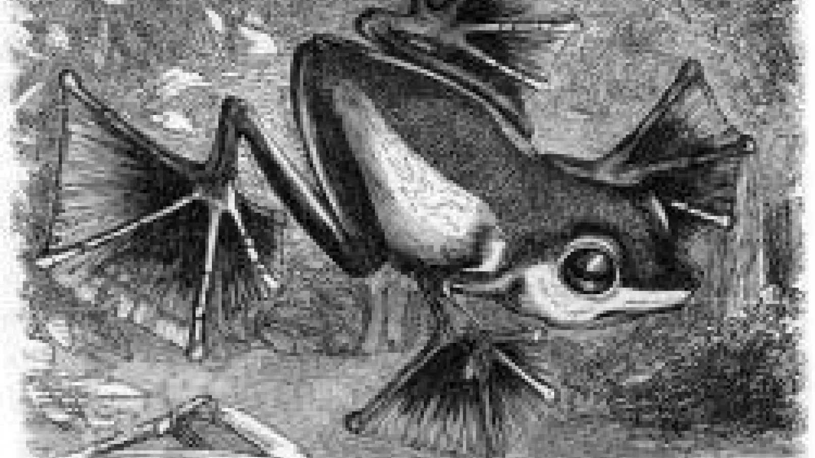 A black and white pencil drawing of a large footed frog on a lily pad