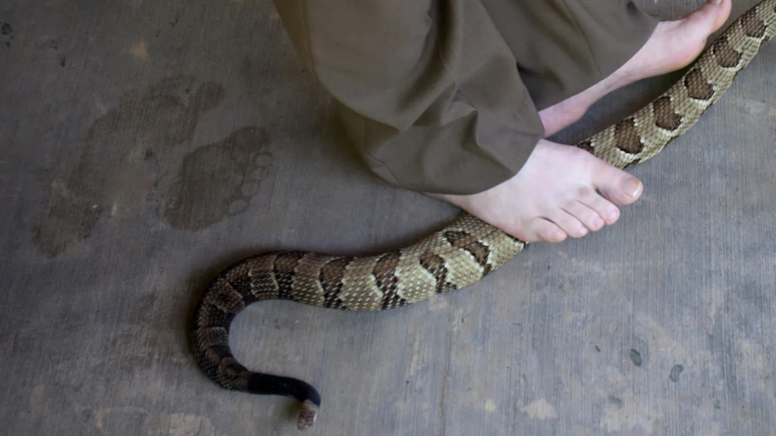 Serpent under a person's foot