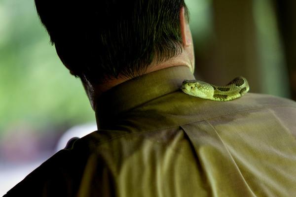 Color image of a serpent slithering over the back of a man's neck