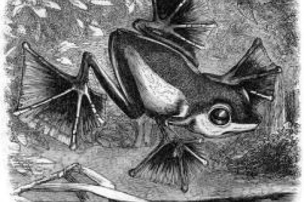 A black and white pencil drawing of a large footed frog on a lily pad