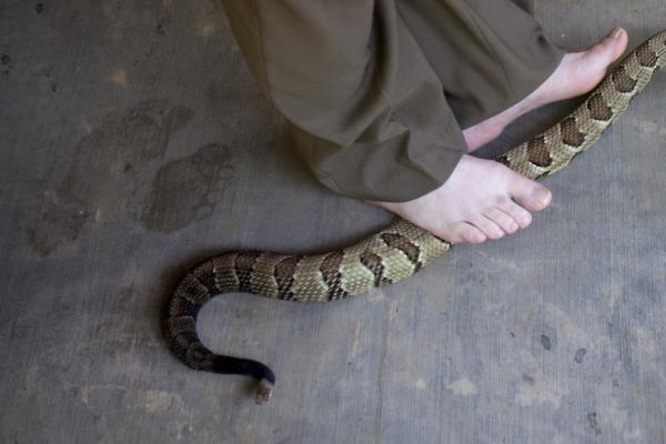 Serpent under a person's foot