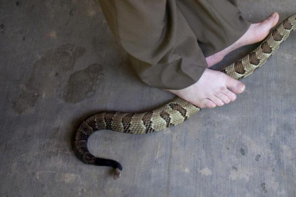 Color Image of a Serpent Under A Person's Feet